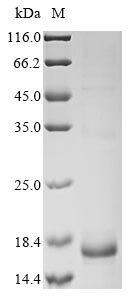Recombinant Conus marmoreus Conotoxin mr3e