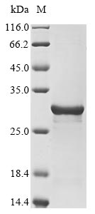 Recombinant Coturnix coturnix japonica Extracellular fatty acid-binding protein