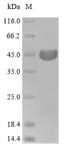 Recombinant Cricetulus griseus Actin, cytoplasmic 1(ACTB)