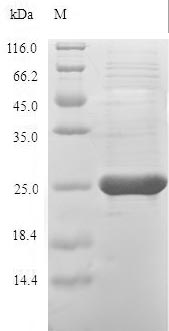 Recombinant Cricetulus griseus Peroxiredoxin-1(PRDX1)