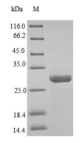 Recombinant Crotalus adamanteus Snake venom metalloproteinase adamalysin-2