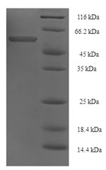 Recombinant Cryptomeria japonica  Polygalacturonase