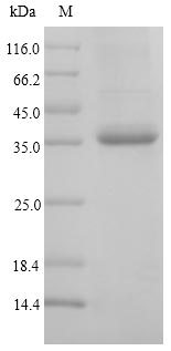 Recombinant Cynodon dactylon Major pollen allergen Cyn d 1(CYND1)