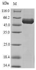 Recombinant Danio rerio Hydroxylysine kinase(hykk)