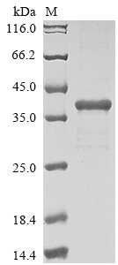Recombinant Danio rerio Interferon-induced GTP-binding protein MxA(mxa),partial