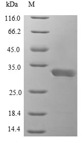 Recombinant Danio rerio Interleukin 1,beta(il1b)