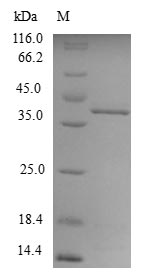 Recombinant Danio rerio Superoxide dismutase [Cu-Zn] (sod1)