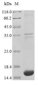 Recombinant Daucus carota Phytosulfokine-alpha