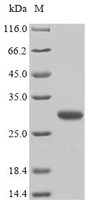 Recombinant Dermatophagoides pteronyssinus Mite allergen Der p 6(DERP6)(X4S),partial
