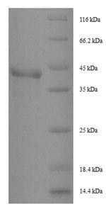 Recombinant Dermatophagoides pteronyssinus Peptidase 1(DERP1)