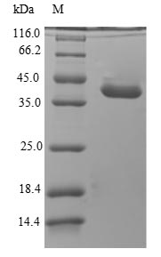 Recombinant Dog Anionic trypsin