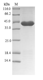Recombinant Dog Cationic trypsin