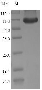Recombinant Dog Inactive pancreatic lipase-related protein 1(PNLIPRP1)