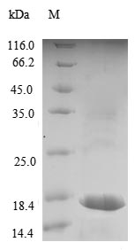 Recombinant Dog Lutropin subunit beta(LHB)