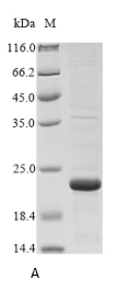 Recombinant Dog Osteocalcin(BGLAP)