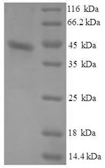 Recombinant Dog Serum amyloid A protein(SAA1)