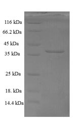 Recombinant Drosophila melanogaster Bursicon(burs)