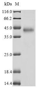 Recombinant Drosophila melanogaster GEO11329p1(ITP)