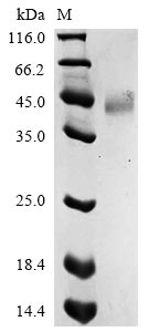 Recombinant Drosophila melanogaster GEO11329p1(ITP)