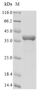 Recombinant Drosophila melanogaster Pro-resilin(resilin),partial