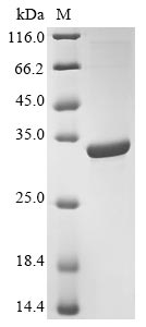 Recombinant Drosophila melanogaster Protein-L-isoaspartate (D-aspartate) O-methyltransferase(Pcmt)