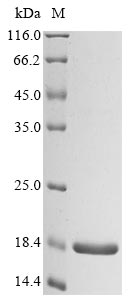 Recombinant ESX-1 secretion-associated protein EspK(espK),partial