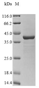 Recombinant Enterobacteria phage 933W Shiga-like toxin 2 subunit A(stxA2)(E189K)
