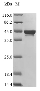 Recombinant Enterobacteria phage P1 Recombinase cre(cre)