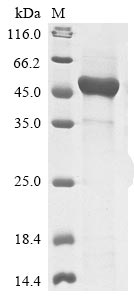 Recombinant Enterobacteria phage T4 ATP-dependent DNA helicase dda(dda)