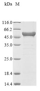 Recombinant Enterobacteria phage T4 ATP-dependent DNA helicase dda(dda)