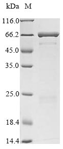 Recombinant Enterobacteria phage T4 Fibritin(wac)