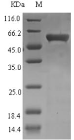 Recombinant Enterobacteria phage T4 Recombination and repair protein(UVSX)