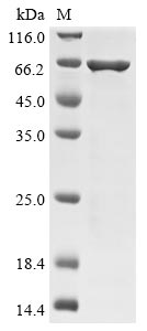 Recombinant Enterobacteria phage T4 Recombination protein uvsY(uvsY),Biotinylated