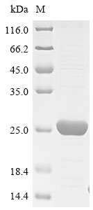 Recombinant Enterobacteria phage lambda Host-nuclease inhibitor protein gam(gam)