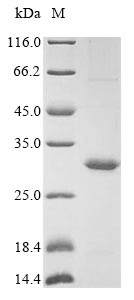 Recombinant Epstein-Barr virus Glycoprotein BDLF3(BDLF3),partial