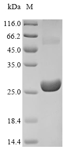 Recombinant Epstein-Barr virus Viral interleukin-10 homolog(BCRF1)