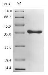 Recombinant Escherichia coli  UDP-3-O-acyl-N-acetylglucosamine deacetylase(lpxC)