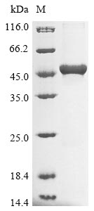 Recombinant Escherichia coli 3-demethoxyubiquinol 3-hydroxylase(ubiF)