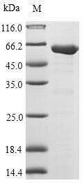 Recombinant Escherichia coli 3-oxoacyl-[acyl-carrier-protein] synthase 1(fabB)