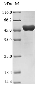 Recombinant Escherichia coli 3-phosphoshikimate 1-carboxyvinyltransferase(aroA)