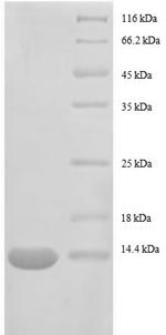 Recombinant Escherichia coli 30S ribosomal protein S15(rpsO)