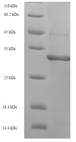 Recombinant Escherichia coli 8-oxo-dGTP diphosphatase(mutT)
