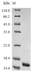 Recombinant Escherichia coli ATP-dependent Clp protease adapter protein ClpS(clpS)