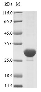 Recombinant Escherichia coli ATP-dependent Clp protease proteolytic subunit (clpP)