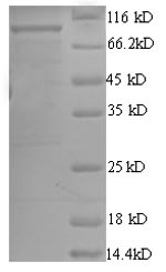 Recombinant Escherichia coli ATP-dependent DNA helicase rep(rep)