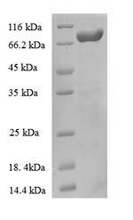 Recombinant Escherichia coli Anaerobic ribonucleoside-triphosphate reductase(nrdD)