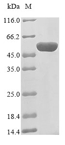Recombinant Escherichia coli Beta-lactamase(ampC)