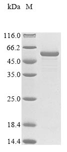 Recombinant Escherichia coli Bifunctional protein GlmU(glmU)