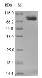 Recombinant Escherichia coli Chaperone protein HtpG(htpG)