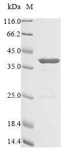 Recombinant Escherichia coli Colicin-E1(cea),partial